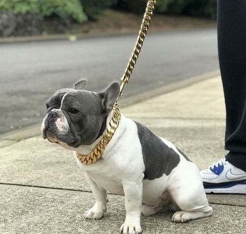 Hundekette GOLD